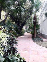 Footpath amidst palm trees in park