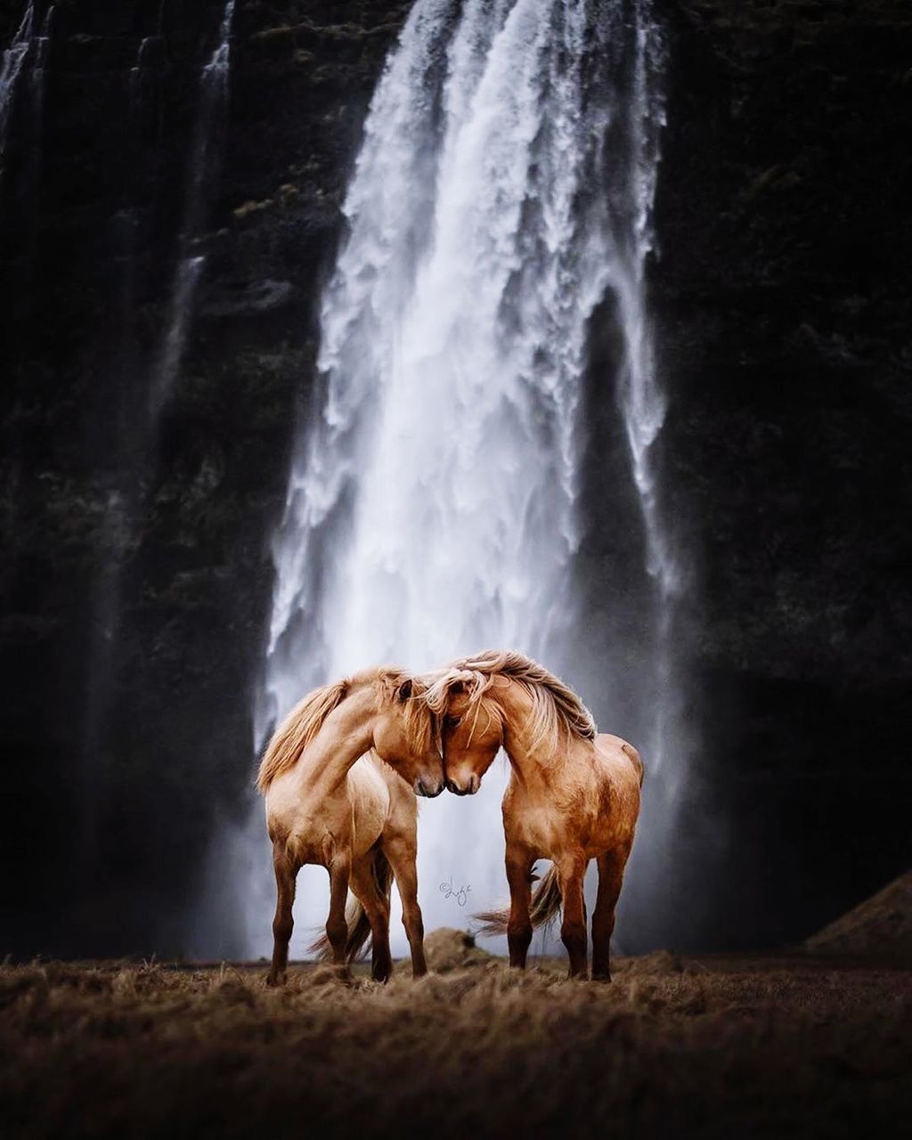 mammal, animal themes, group of animals, animal, domestic animals, waterfall, motion, two animals, land, vertebrate, animal wildlife, livestock, domestic, standing, pets, water, no people, nature, day, horse, flowing water, herbivorous