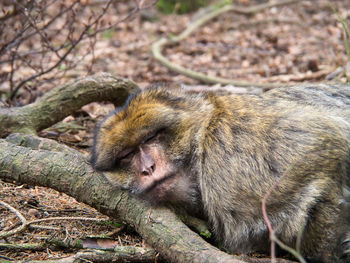 Close-up of sleeping monkey