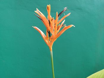 Close-up of orange flower