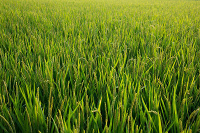 Crops growing on field