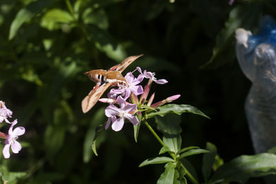 Close-up of butterfly pollinating on purple flower