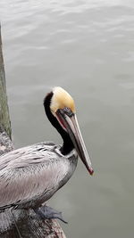 Close-up of a bird