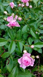 Close-up of pink flowers