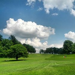 Trees on grassy field