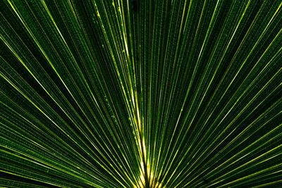 Full frame shot of palm leaf