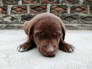 Close-up portrait of dog relaxing on footpath