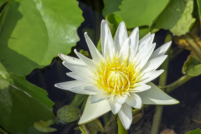 Close-up of lotus water lily