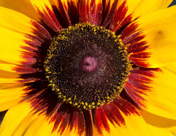 Macro shot of yellow flower