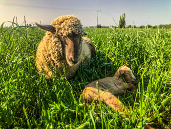 Sheep's relaxing on field