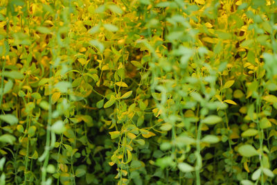 View of yellow flowering plants