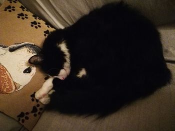 High angle view of cat sleeping on floor at home
