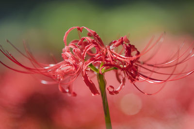 Close-up of red flowering plant