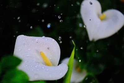 Close-up of wet flower on rainy day