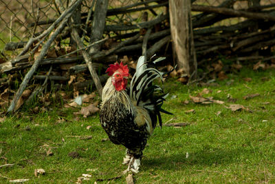 Rooster on field