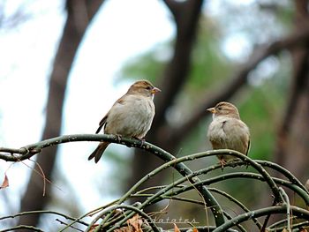 Low angle view of bird perching on tree