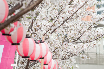 Low angle view of cherry blossom tree