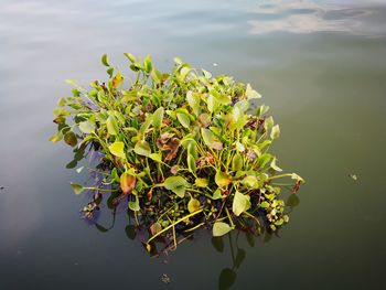 Close-up of lotus water lily in lake