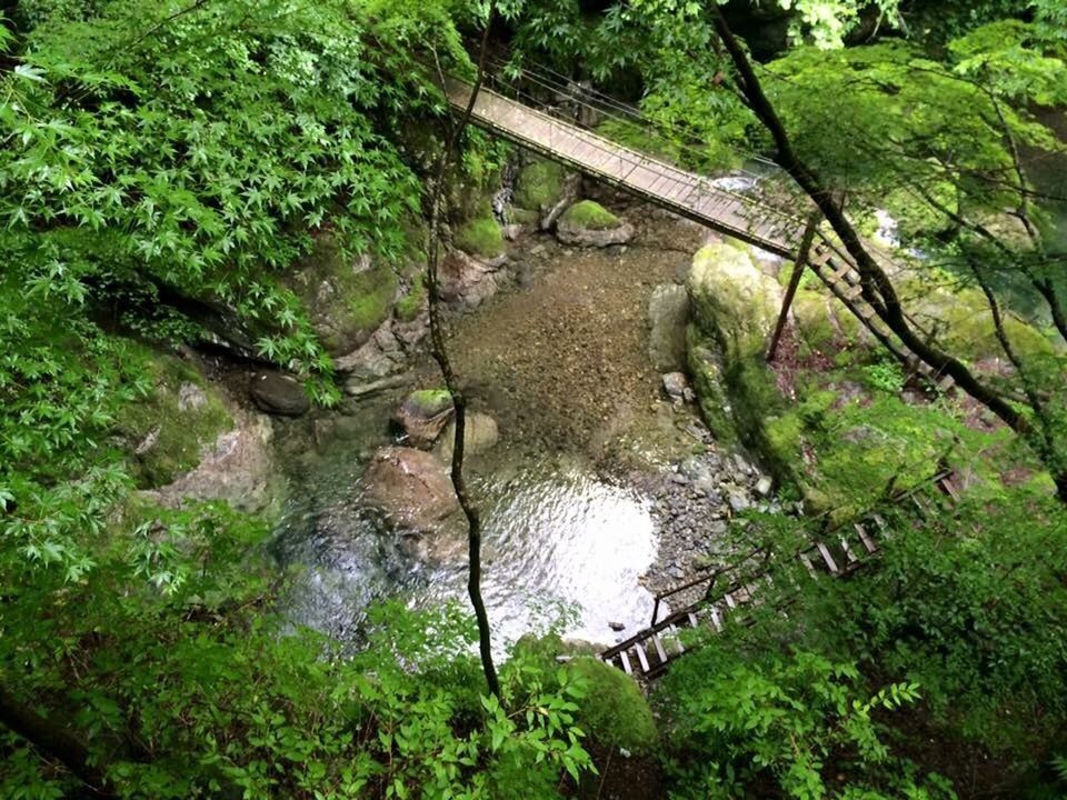 water, high angle view, forest, tree, reflection, scenics, nature, tranquility, tranquil scene, green color, plant, branch, non-urban scene, beauty in nature, day, stream, outdoors, no people, woodland