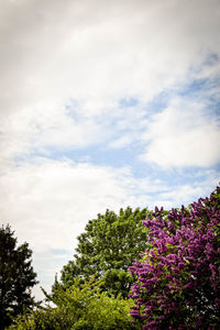 Low angle view of flowers against sky