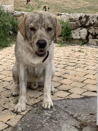 Portrait of dog on rock