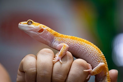 Close-up of hand holding lizard