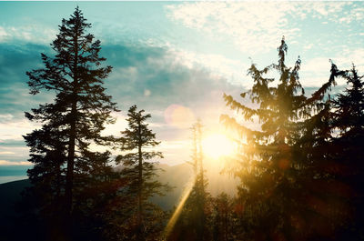 Sunlight streaming through trees in forest during sunset