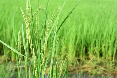 Close-up of stalks in field