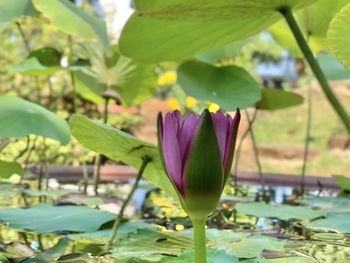 Close-up of lotus water lily in lake