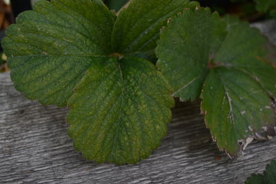 Close-up of green leaf