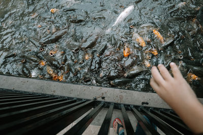 High angle view of person swimming underwater