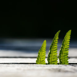 Close-up of plant against black background