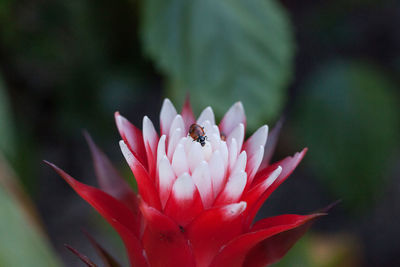 Red and white bromeliad flower with a convergent lady beetle called ladybug hippodamia convergens