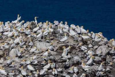 View of seagulls on rock in sea