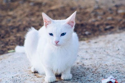 Portrait of white cat