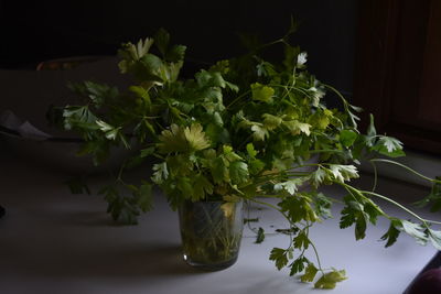 Close-up of fresh parsley on a table