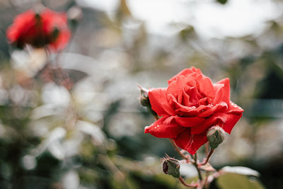 Close-up of red rose