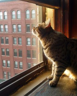 Cat sitting on window sill