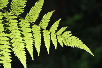 Close-up of fern leaves