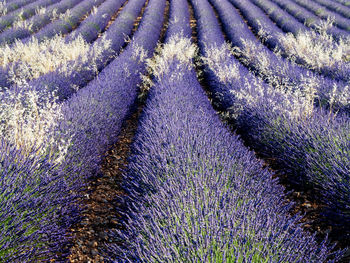 Full frame shot of lavender growing in field