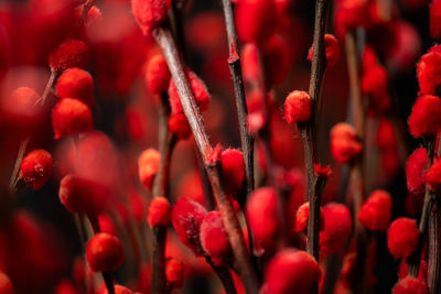 Full frame shot of plant