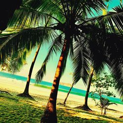 Palm trees on beach against sky