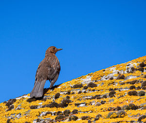 Low angle view of bird perching on rock against blue sky