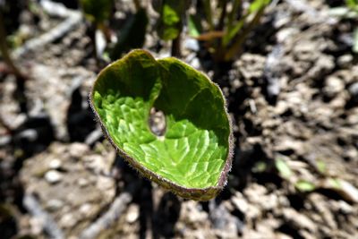 Close-up of green leaf on land