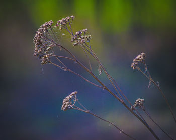 Close-up of wilted plant