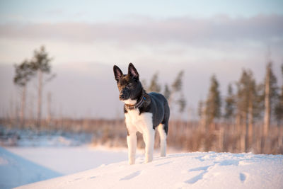 Dog standing on snow covered land