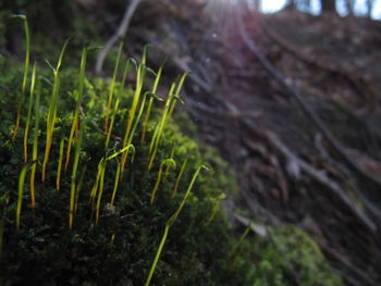 Close-up of moss growing on land