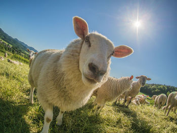 Sheep in a field