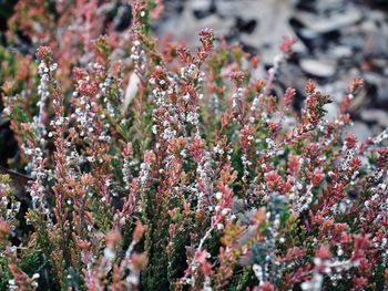 Close-up of flowering plants on field