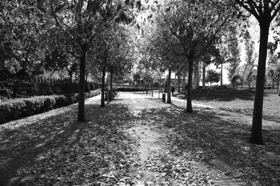 Trees in park